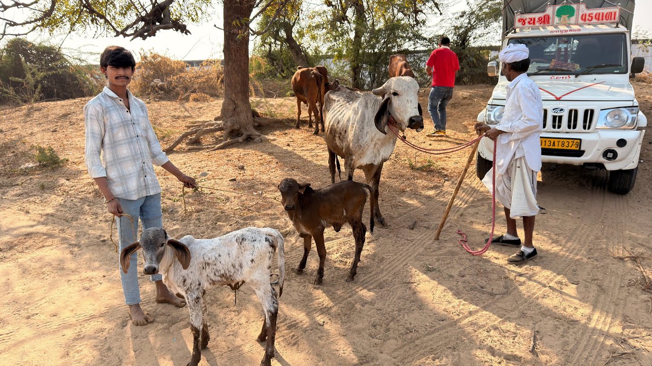 आज मेरे फार्म पर 3 नई गाय आई 🐄 | Farm Vlog #cow #farming 