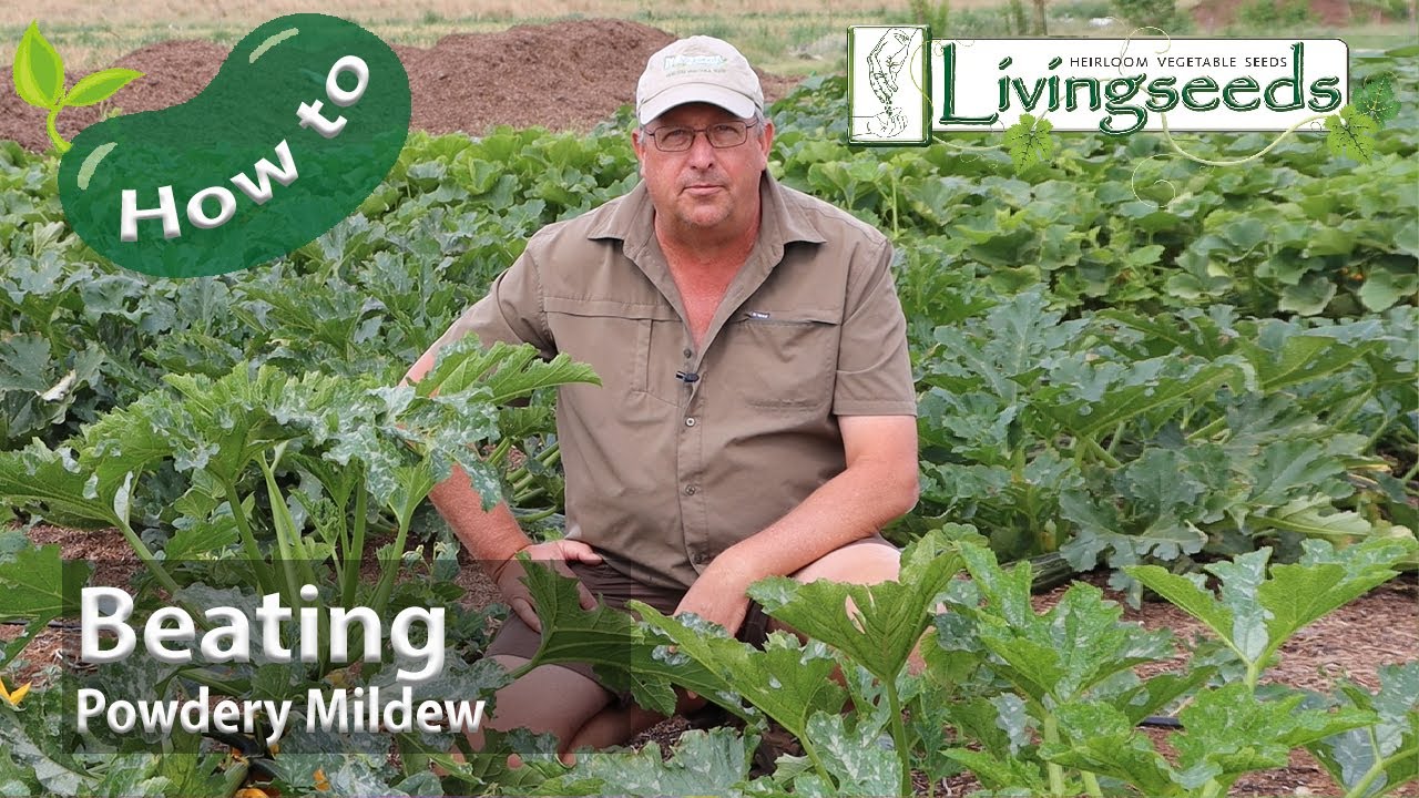 Beating Powdery Mildew