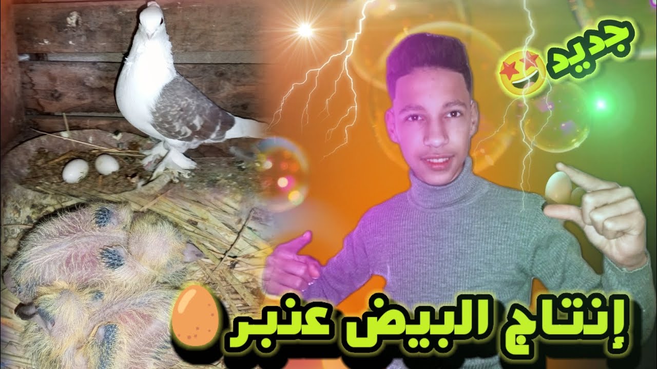 انتاج حمام العنبر🤩👈🥚