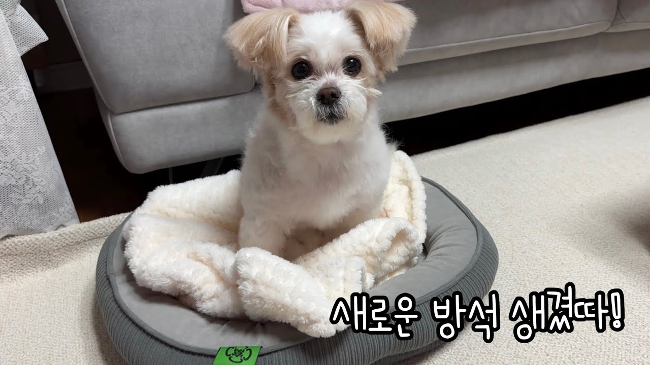 엉니가 새로운 방석 사줬다?!?!! | 쿠팡 가성비 강아지 방석 추천