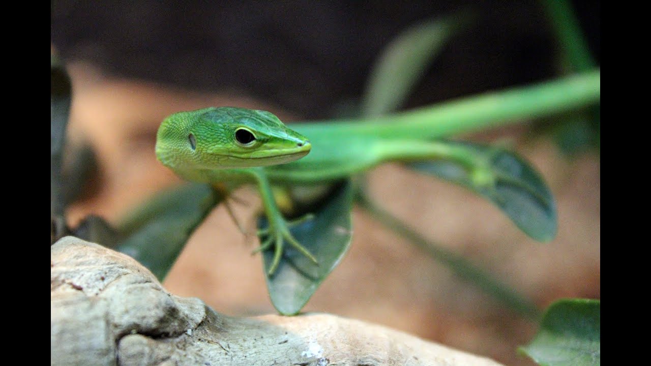 Reptile/Amphibian Room August 2015[HD]