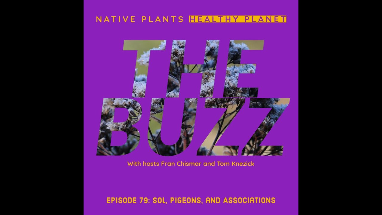 Native Plants Healthy Planet - Episode 79: The Buzz - Sol, Pigeons, and Associations
