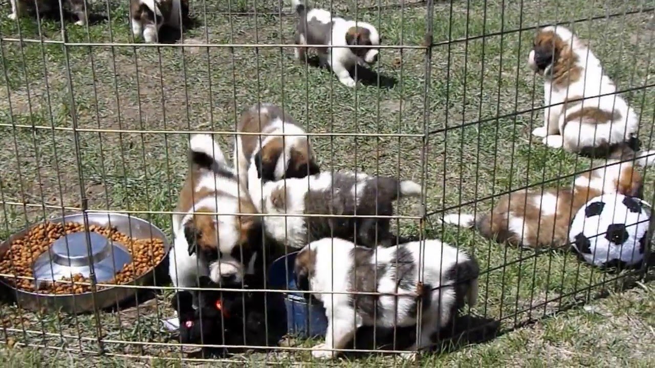 Saint Bernard puppies play