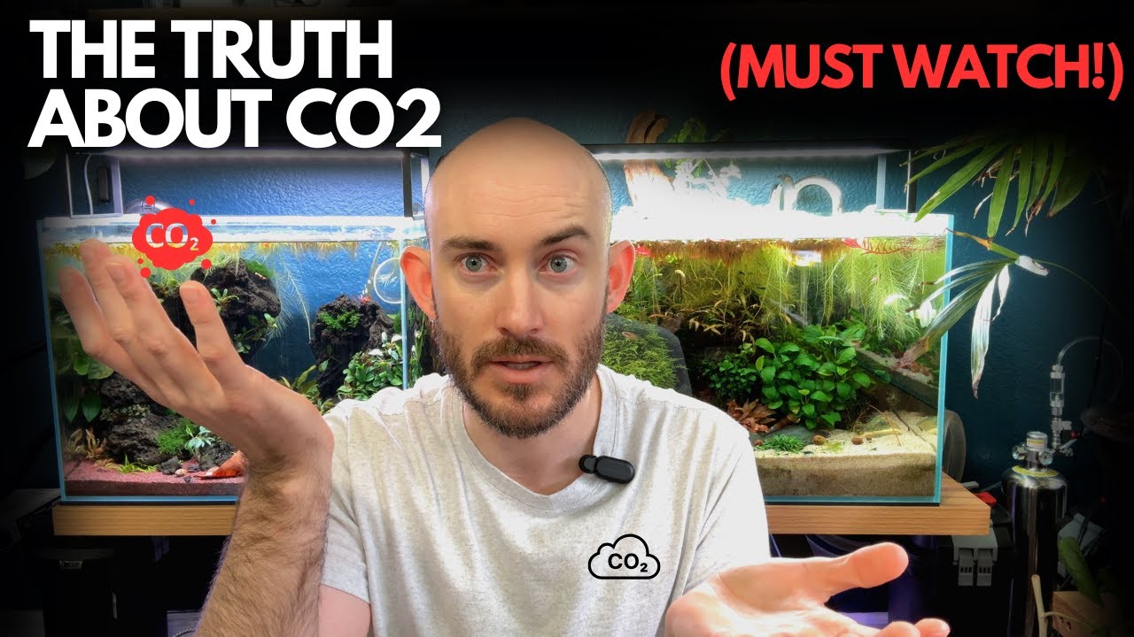 Aquarium Plants: CO2 vs NO CO2 - Is CO2 Worth It?