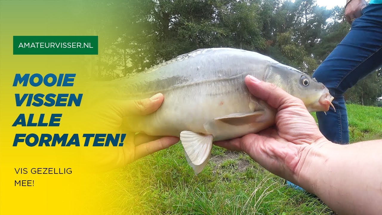 KARPERS GROOT en KLEIN met FEEDER VISSEN