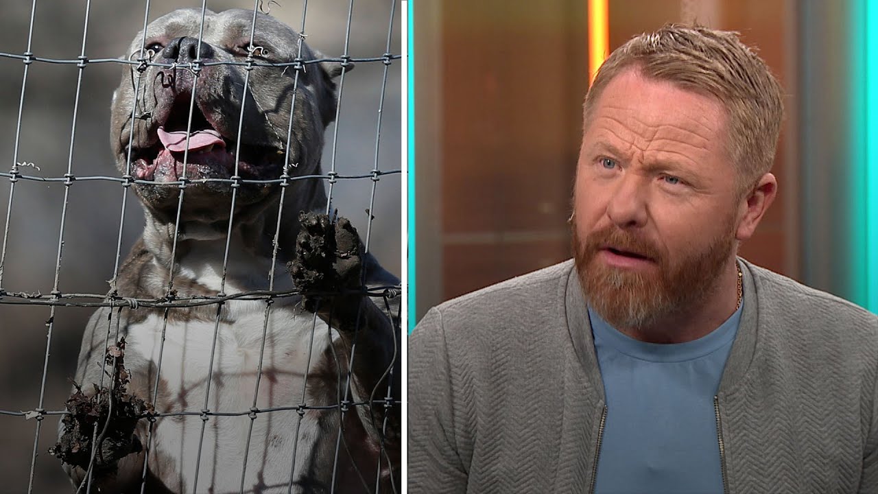 Hundattacker har ökat: 