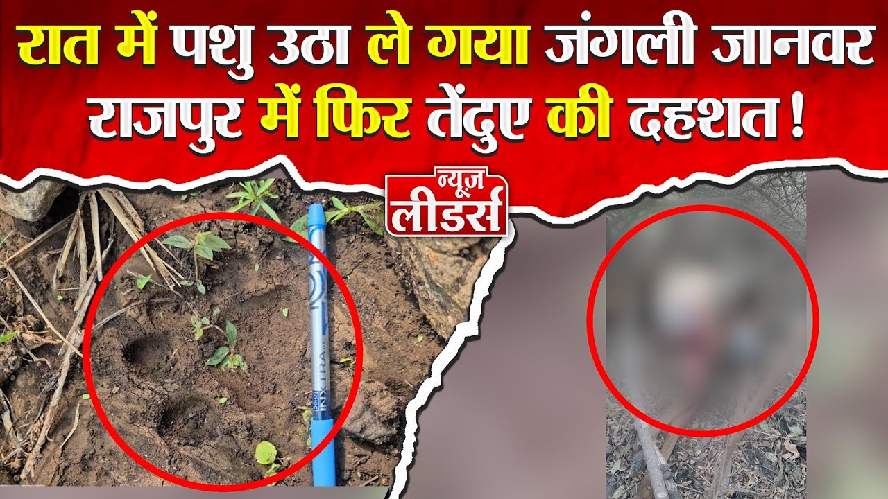 Newsleaders : राजपुर में फिर तेंदुए की दस्तक! पशु पर हमला, गांव में दहशत, वन विभाग अलर्ट, दी चेतवानी