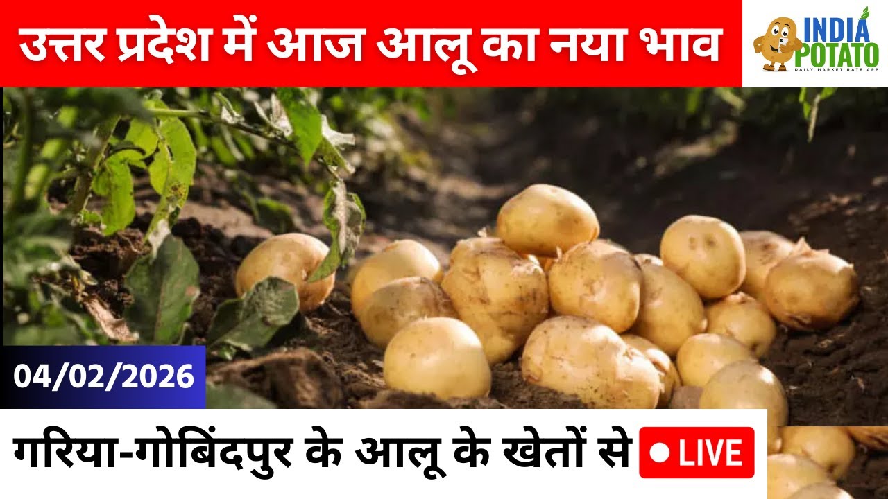 04/02/2026 : उत्तर प्रदेश में आज आलू का भाव | गरिया-गोबिंदपुर के आलू के खेतों से LIVE