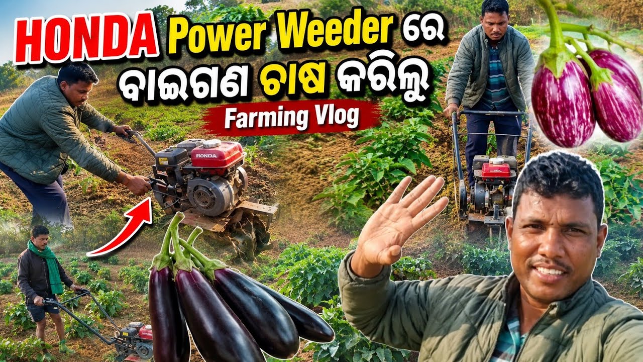 🔴ବାଇଗଣ ବଗିଚା ରେ ପ୍ରଥମ ଥର ପାଇଁ HONDA ମେସିନ୍ ରେ କୁଲାକୁଶା କରିଲି !! jambhirposh !! Bonaigarh !! brinjal🍆