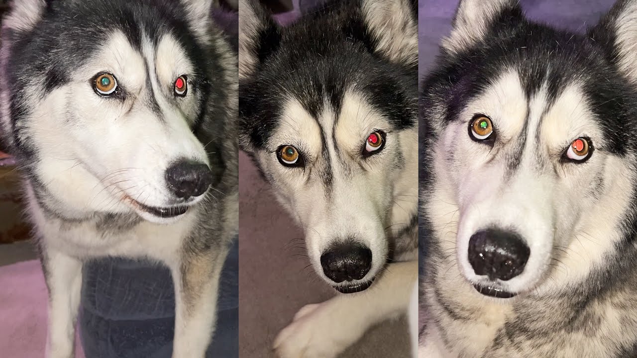 Trying To Guess What My Grumpy Husky Wants!