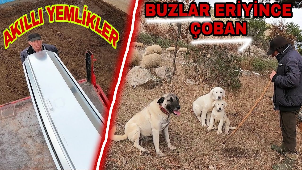 YENİ AKILLI KUZU YEMLİKLERİMİZ GELDİ|BUZLAR ERİYİNCE KEÇİ KOYUN ÇOBANI