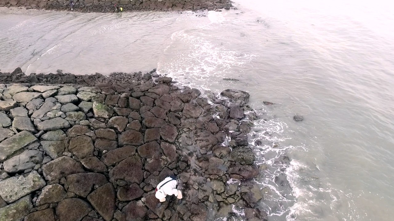 Corals at ECP