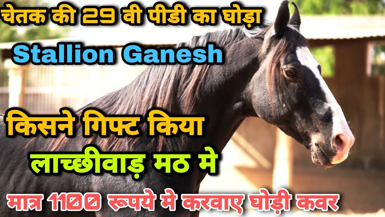 चेतक की 29 वी पीढ़ी का घोड़ा गणेश जानिए किसने गिफ्ट किया यह घोड़ा यहां पर