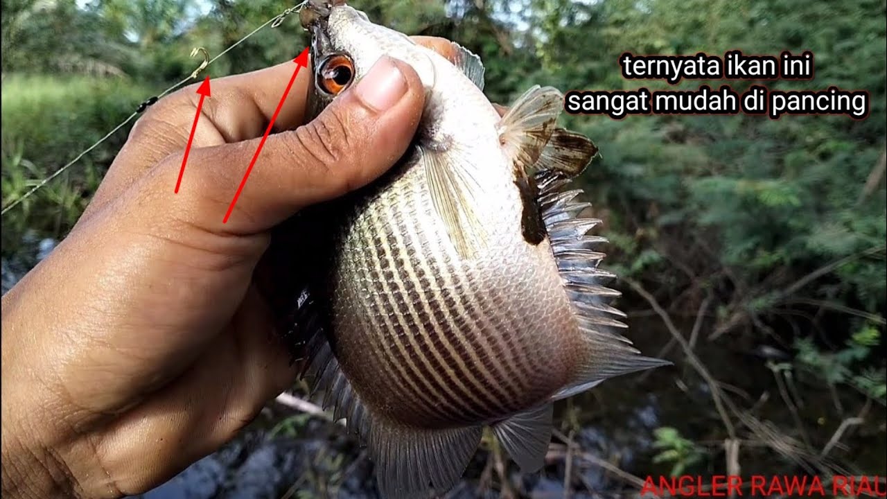 siapa bilang ikan bulan bulan ikan biawan gak bisa di pancing ini buktinya!!