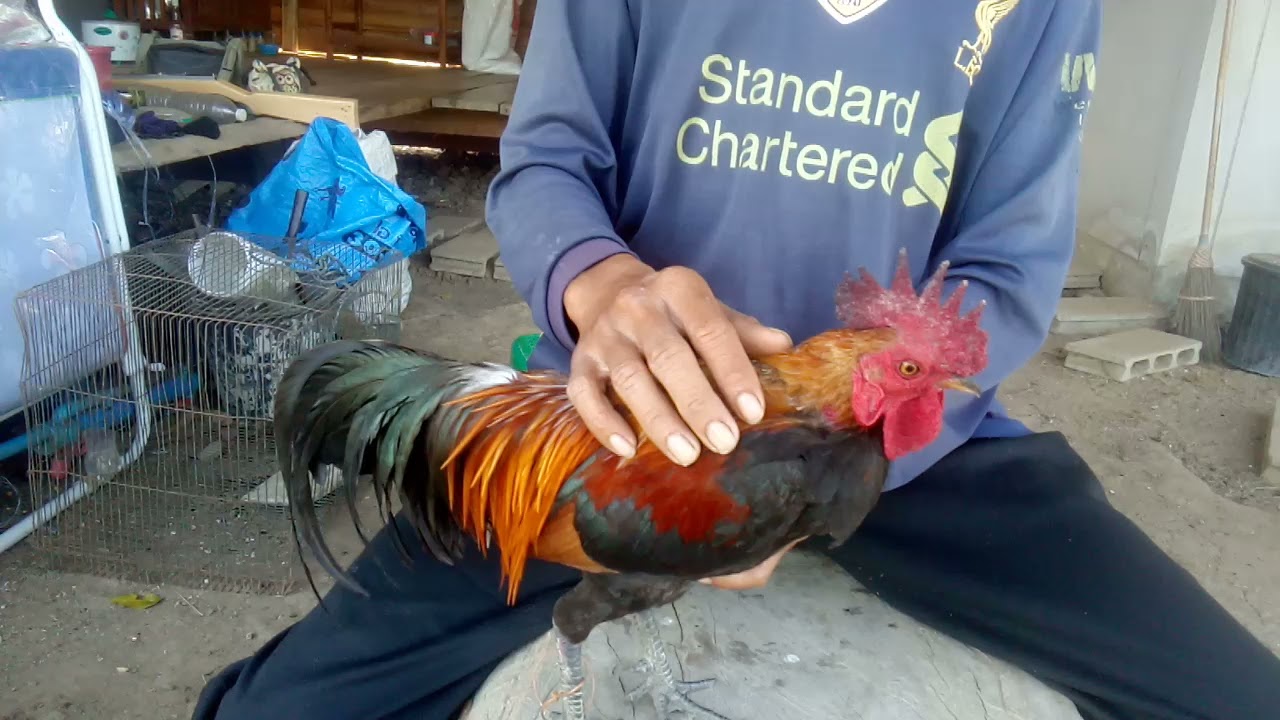 การเลือกไก่ต่อสำหรับมือใหม่