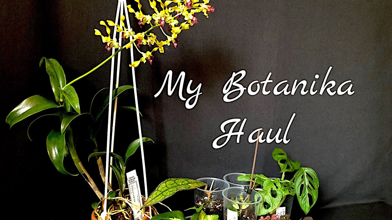 My Botanika April 2024 / Haul / Welche Pflanzen sind hier eingezogen? 🌱🌱🌱🌱🌱