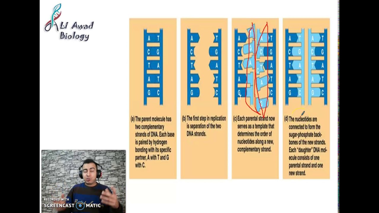 Chapter 2: Activity 4: Identical Reproduction and Cell cycle part 1 #Grade_11_science