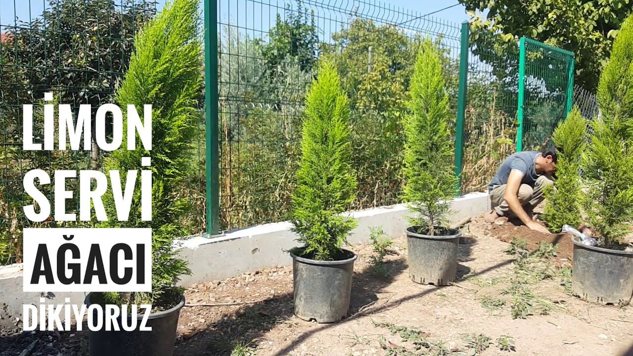 Limon Servi | Limon Çamı Nasıl Dikilir?
