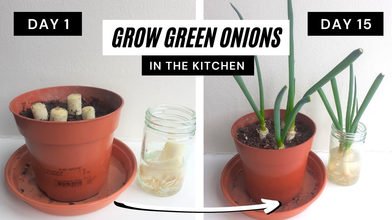 How to grow green onions in the kitchen! 2 easy ways