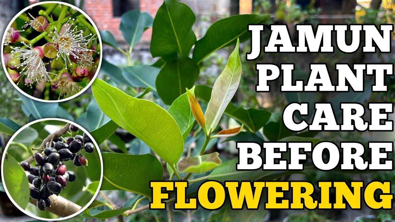 Winter Care For Jamun Plant (IN HINDI)  Flowers Ke Liya Winter Main Karain Yeh Kaam