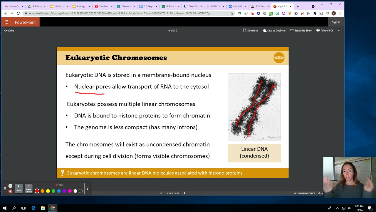 3.2 part 1 - IB Biology - Chromosomes