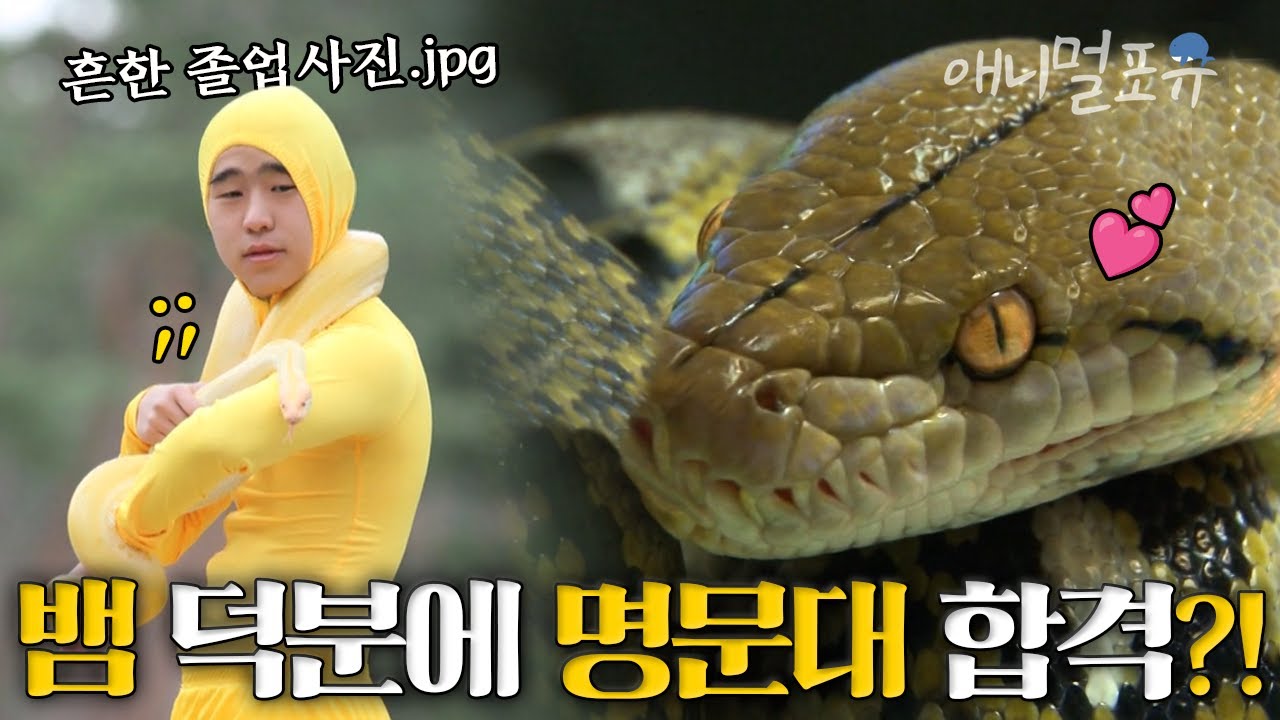 뱀 사랑으로 명문대까지 합격했다?! 뱀 키우는 조건으로 반에서 1등까지 한 소년의 뱀 사랑 🐍❤️‍🔥 | KBS 생생정보통 130101 방송