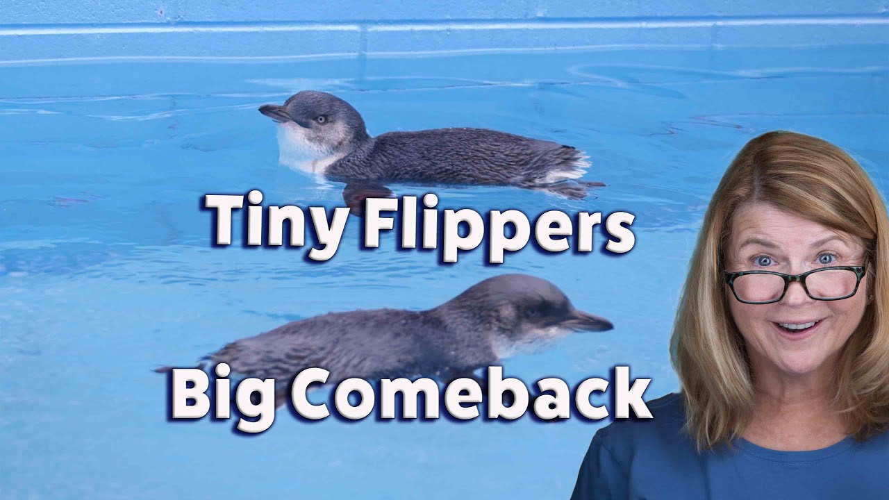Sol Searcher Bob & Dee // Episode 5: Little Blue Penguins in Oamaru ~ Released into the Wild!