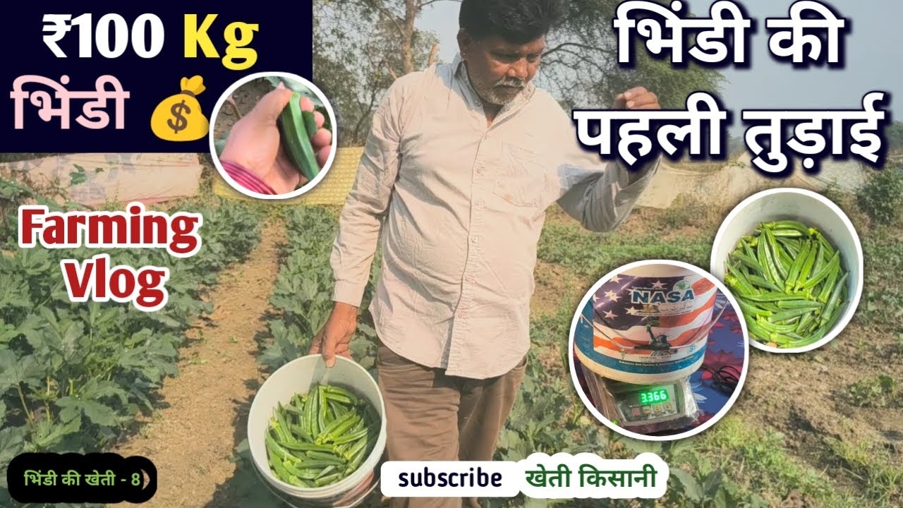 भिंडी की पहली तुड़ाई 😲 | 100₹ किलो का रेट! | Bhindi Ki Kheti | खेती किसानी | Village Farming Vlog