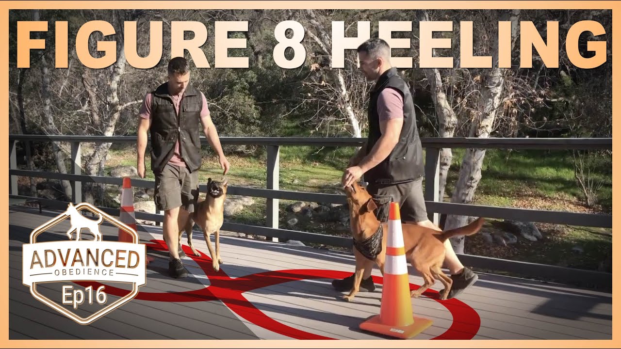 Figure 8 Heeling | Advanced Obedience Dog Training.