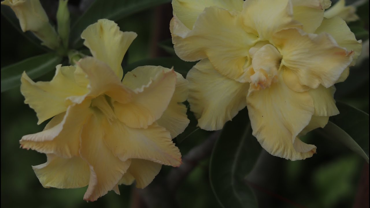 Adenium care in details//অ্যাডেনিয়ামের পরিচর্যা: বিস্তারিতভাবে (নতুনদের কথা মাথায় রেখে)