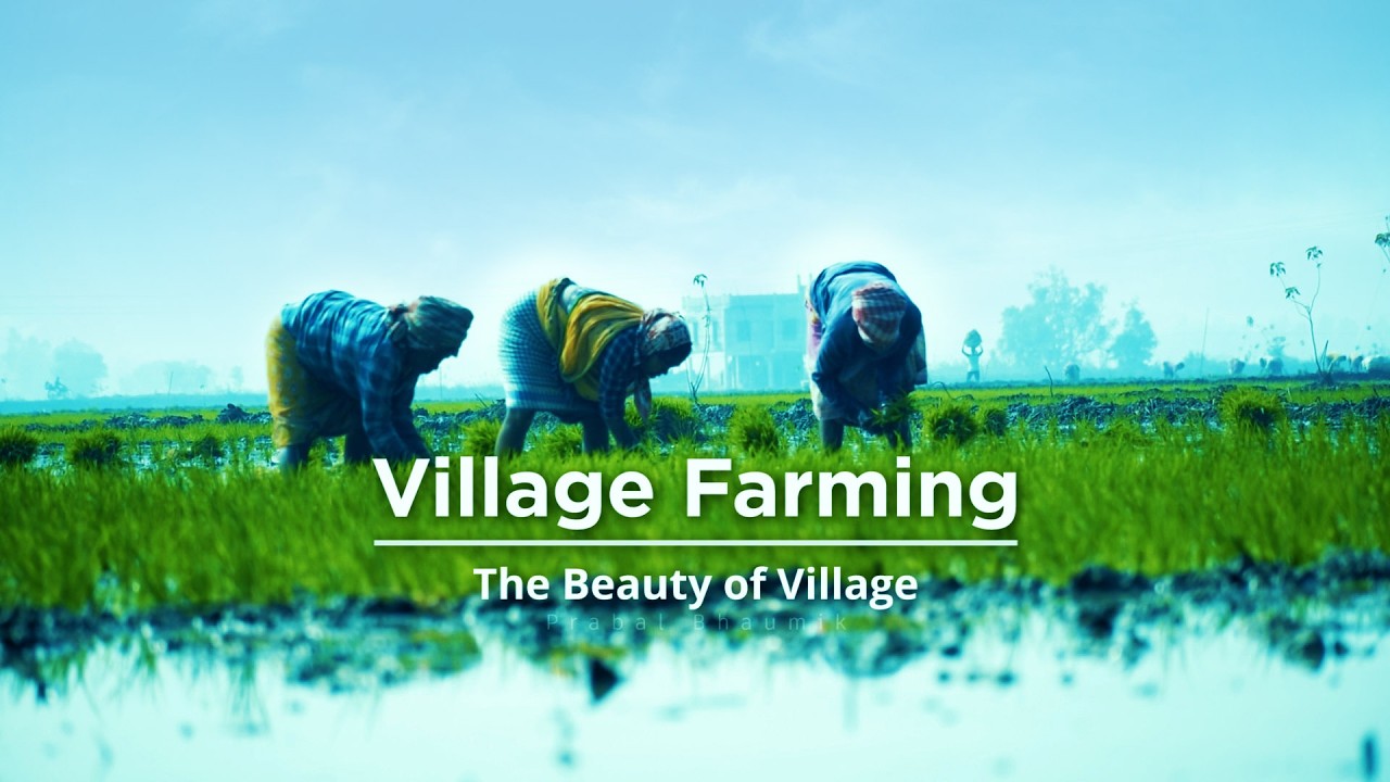 Village Farming | Farming The Beauty of Village | Agriculture |Farming Documentary| Cinematic Video