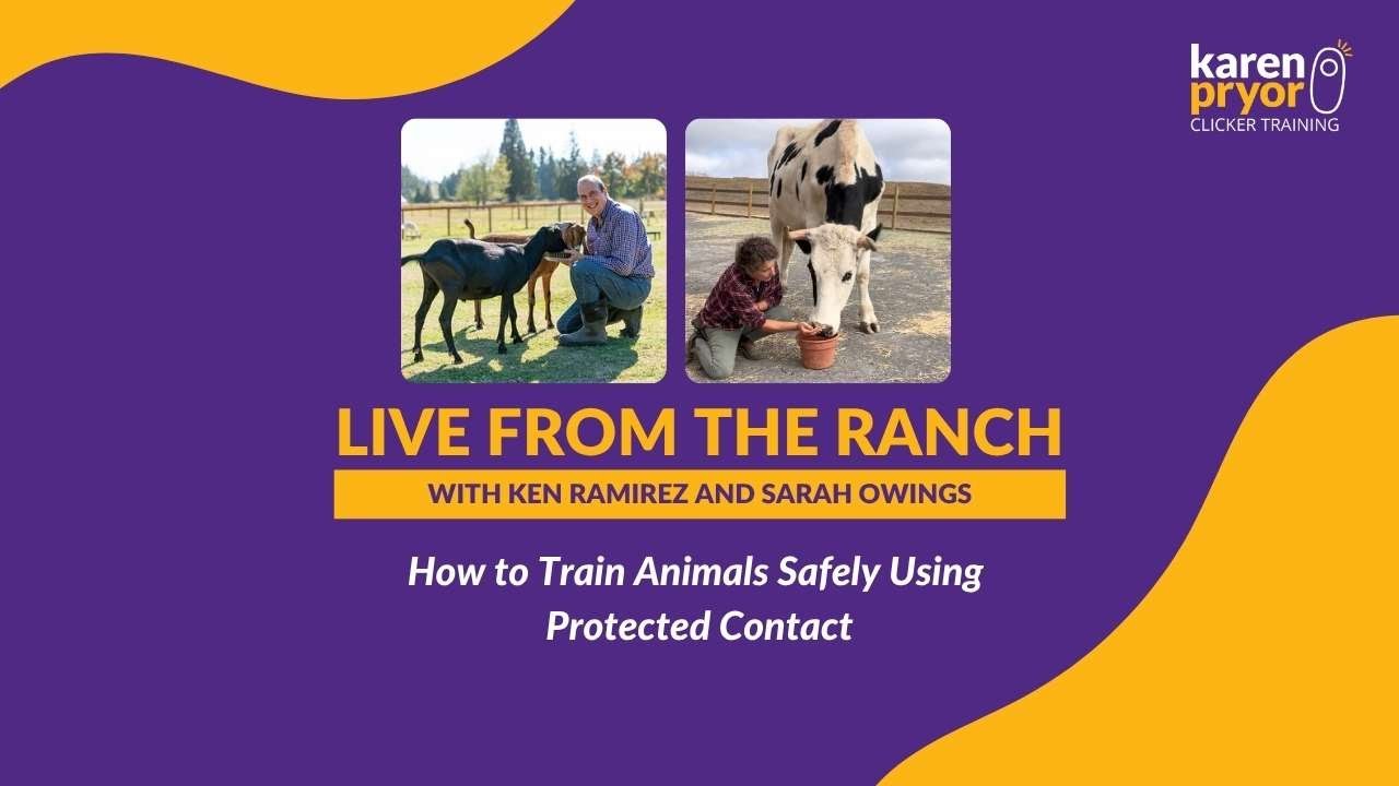 How to Train Animals Safely Using Protected Contact