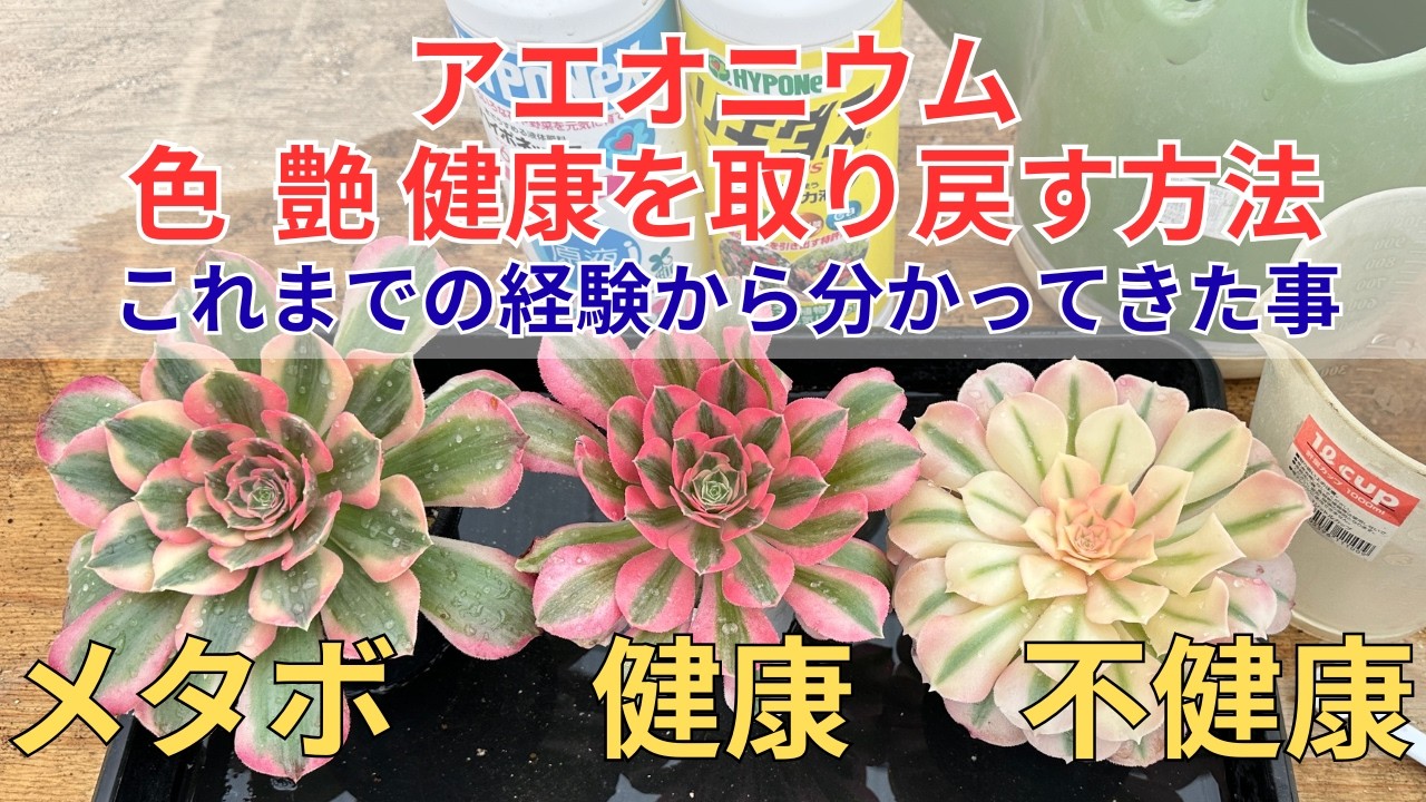 【アエオニウム】冬から春　色 艶 健康を取り戻す方法 これまでの経験から分かってきた事 　　多肉植物　アエオニウム　園芸　ガーデニング