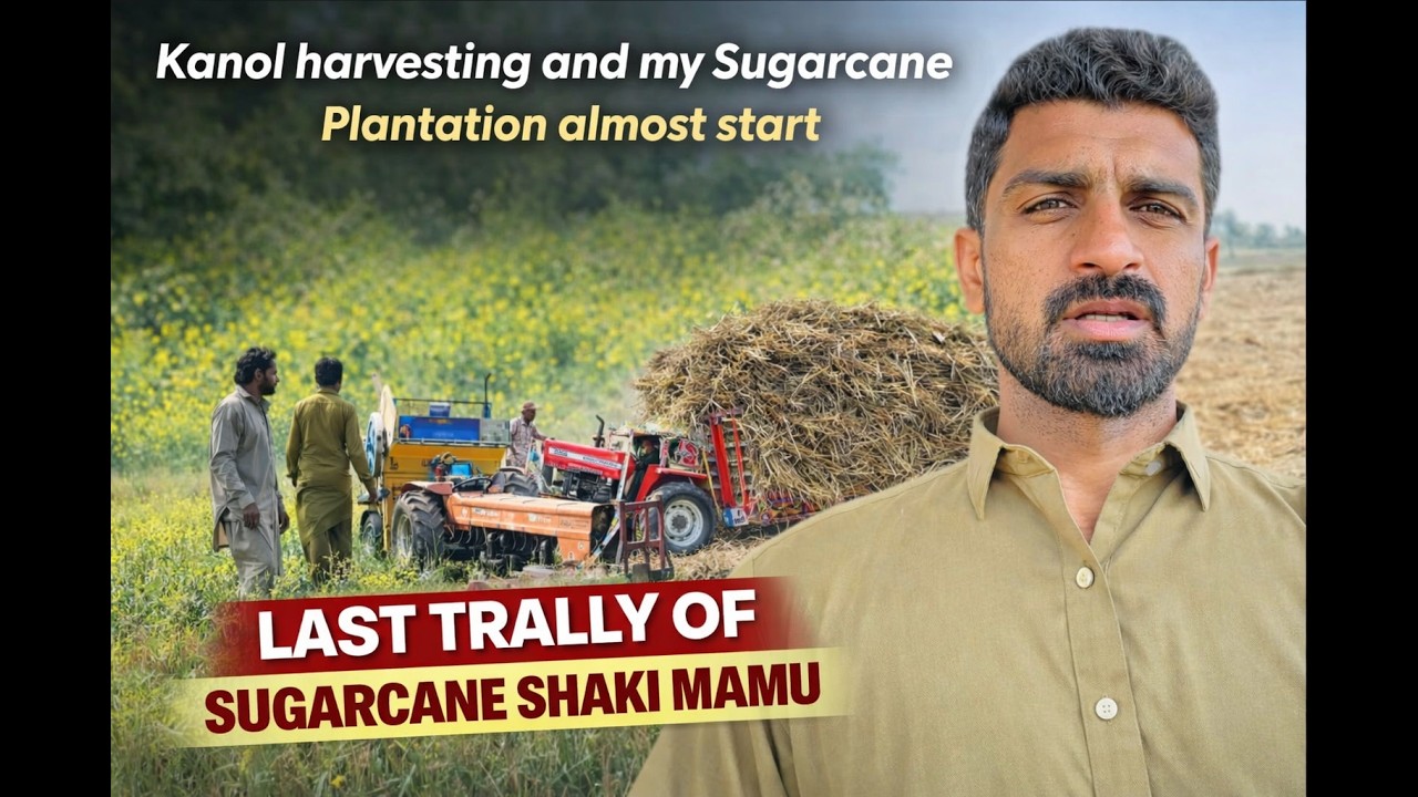 Kanola Harvesting // My sugarcane Plantation Almost start // Shaki Mamu Last Sugarcane loading