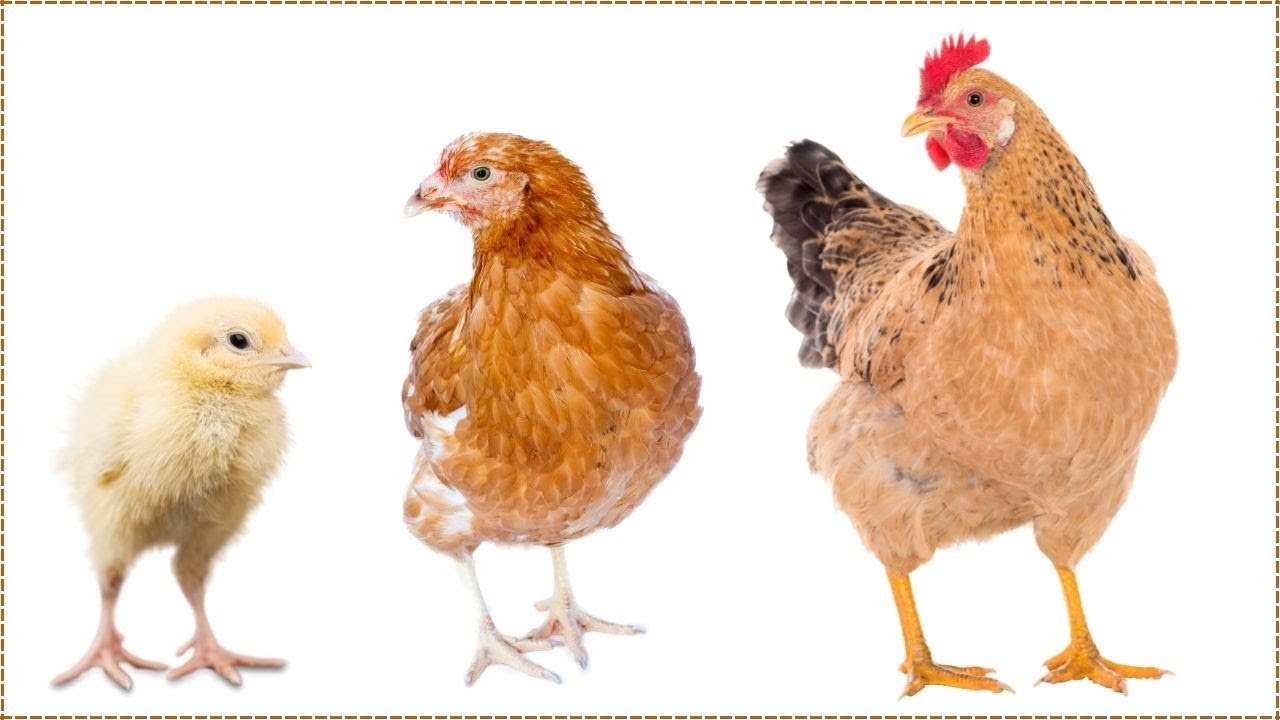 How fast do chicks really grow?
