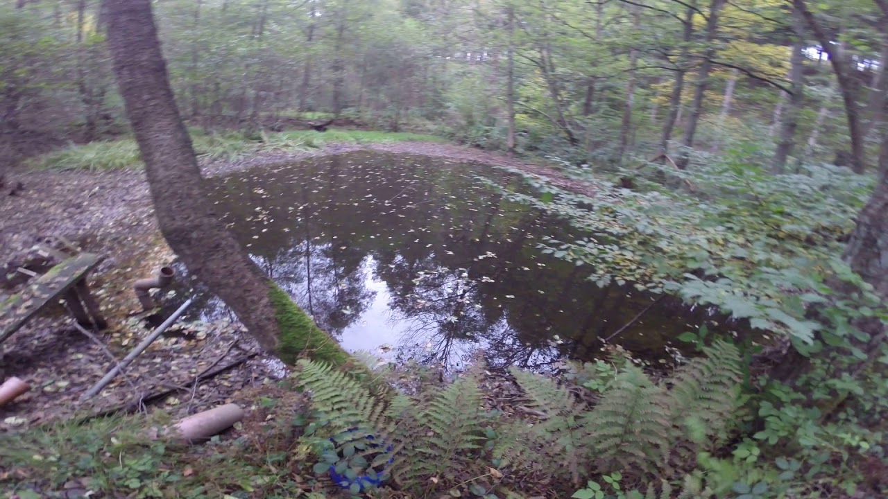 Meine Forellenteiche und Karpfenteiche im Sauerland