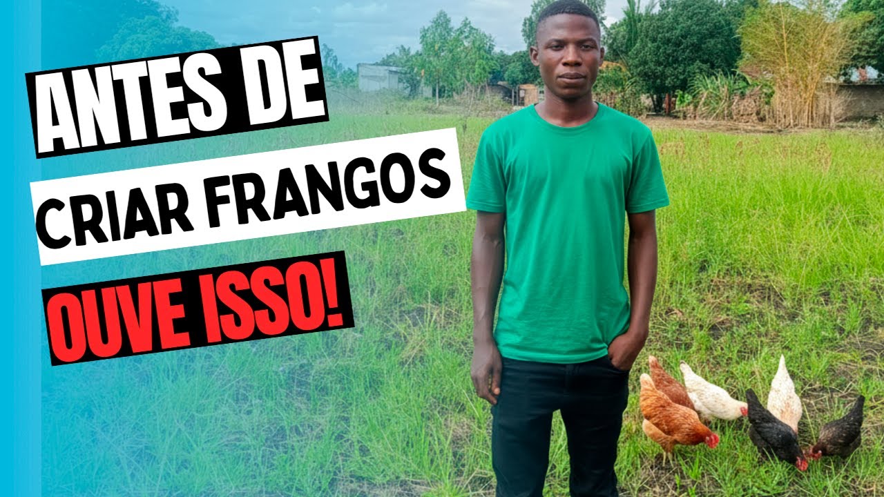 Não Comece a Criar Frangos Sem Saber Disso