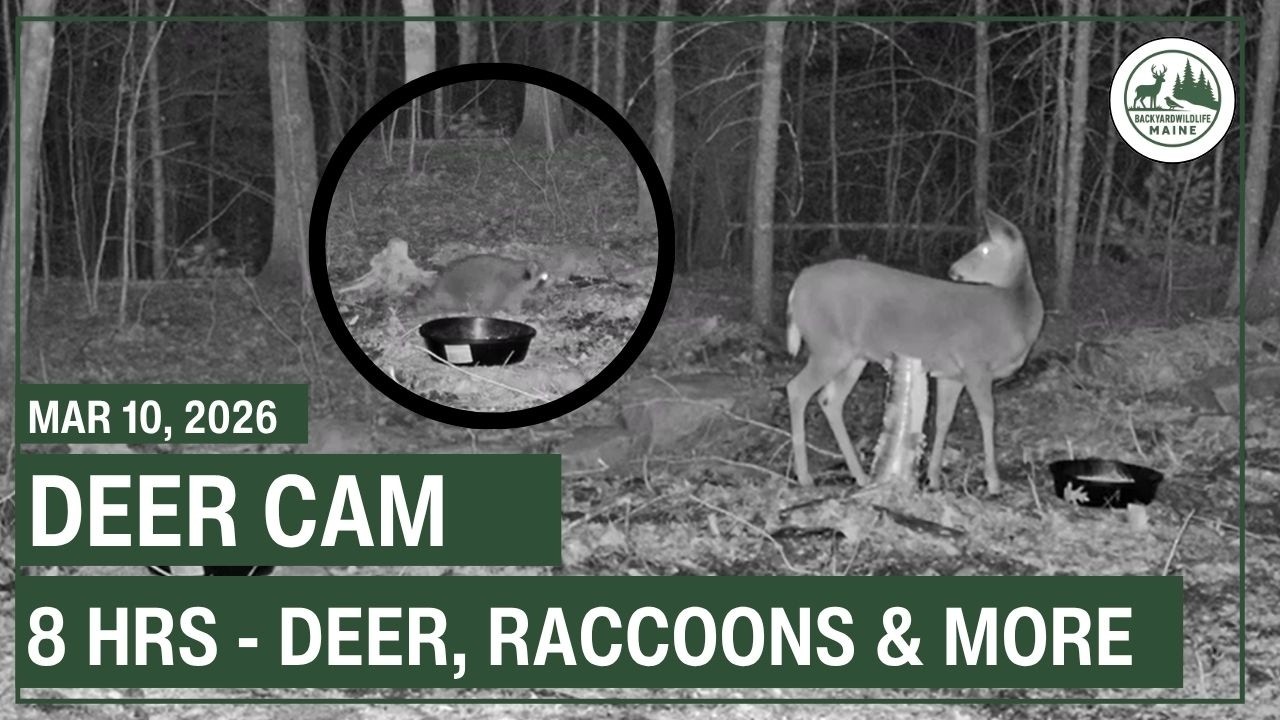 LIVE - Deer Cam | Backyard Wildlife Maine