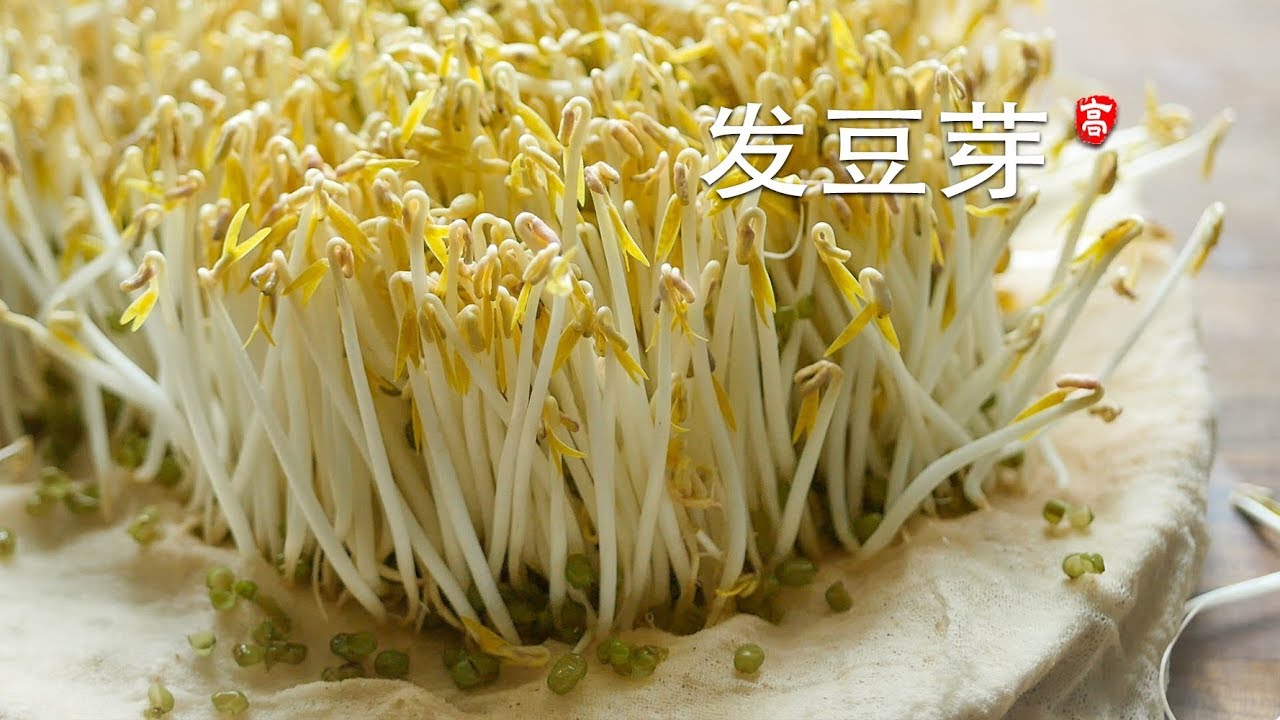 发绿豆芽 Grow Mung Bean Sprouts 三个要点 一次成功