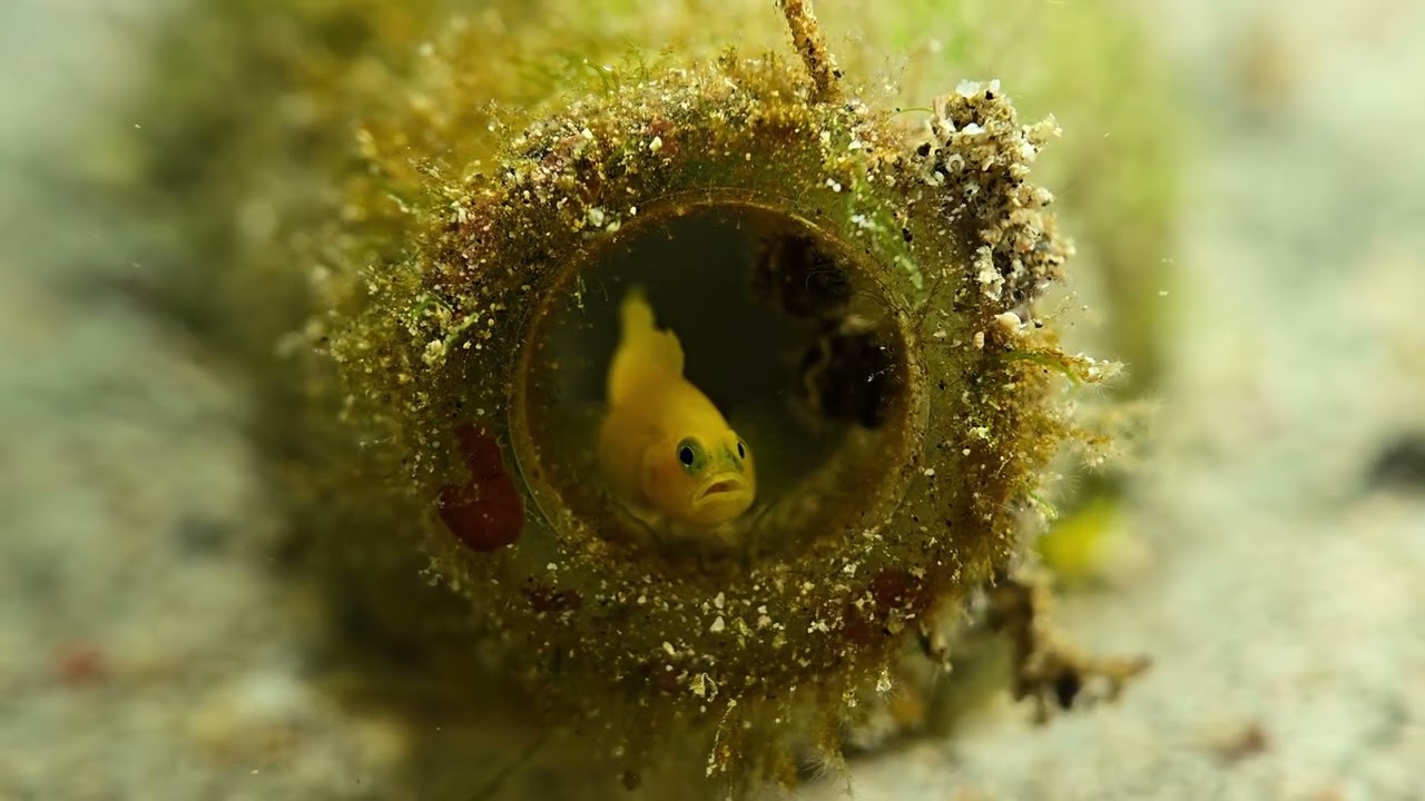 Anilao - the tiny ones