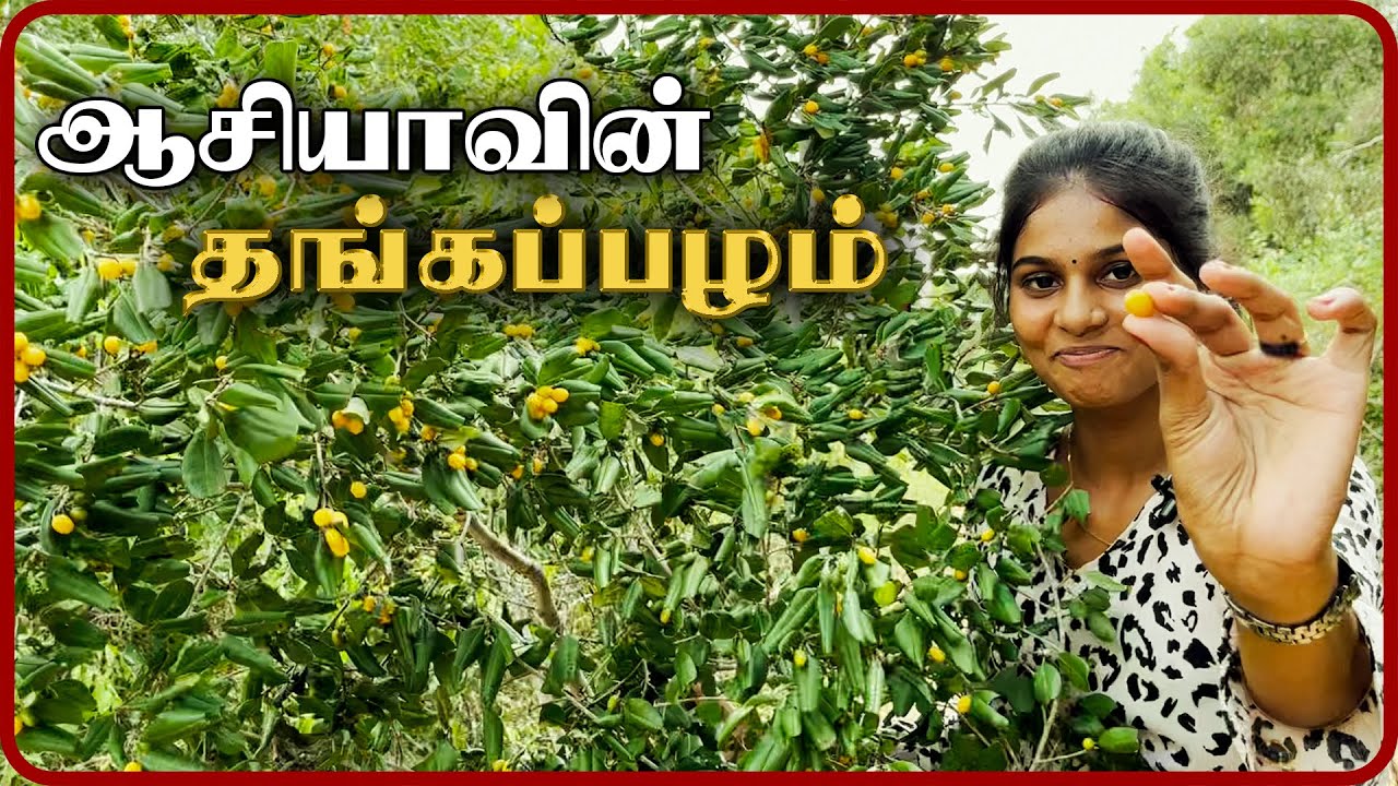 வன்னியில் குவியும் தங்கப் பழம் | ஆச்சரிய உலாத்தல் | #ChummaOruTrip | #VanniVlog