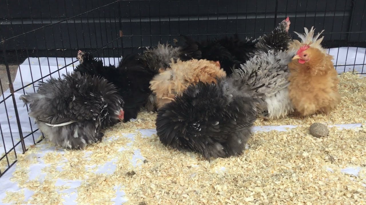 Frizzle Pekins ready for new homes