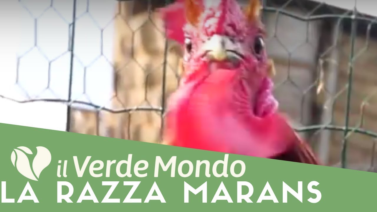 La Razza Marans | Caratteristiche di questa razza avicola | Puntata 3