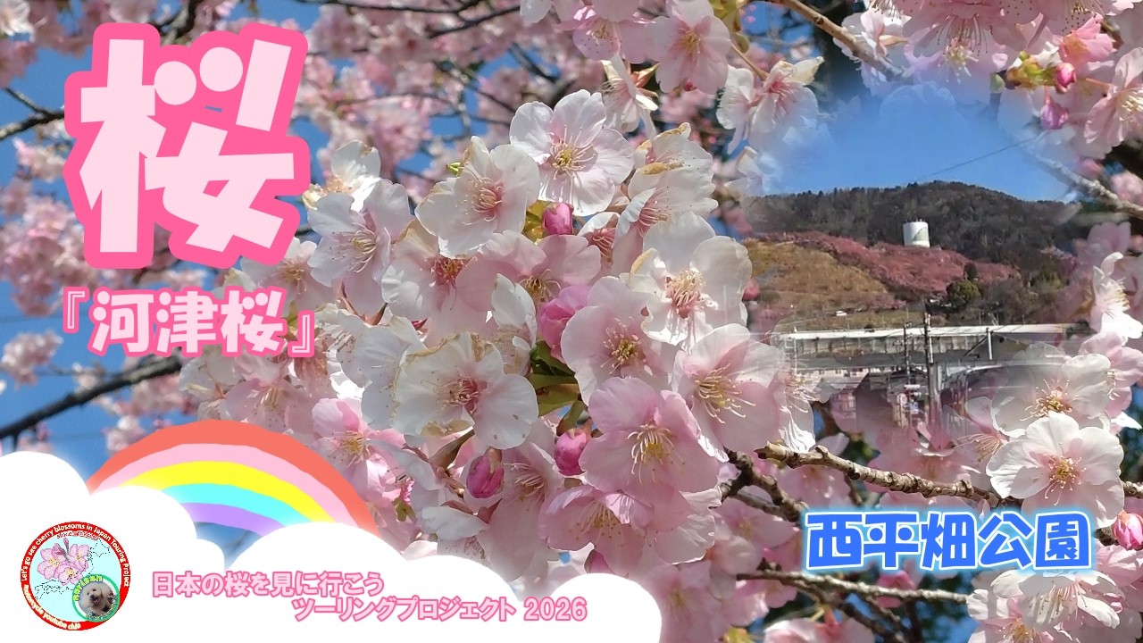 桜　西平畑公園　桜TP　V03