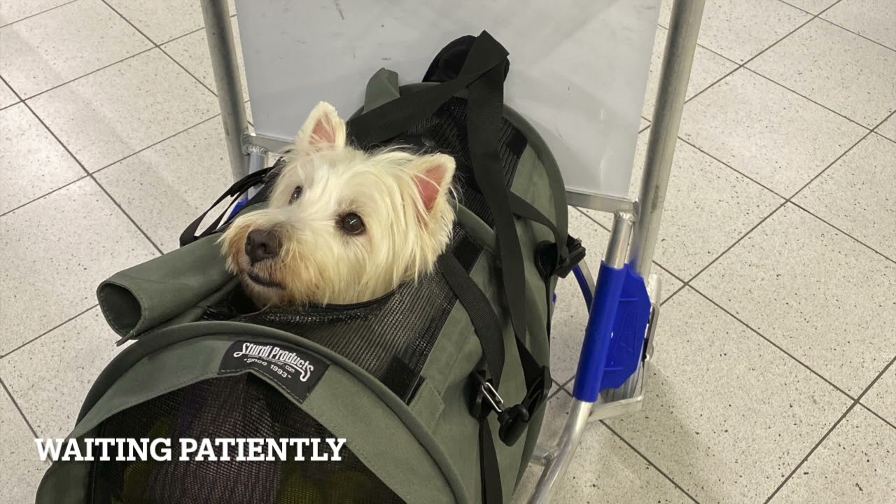 Arriving in Amsterdam Schiphol during COVID with a dog : Amsterdam customs