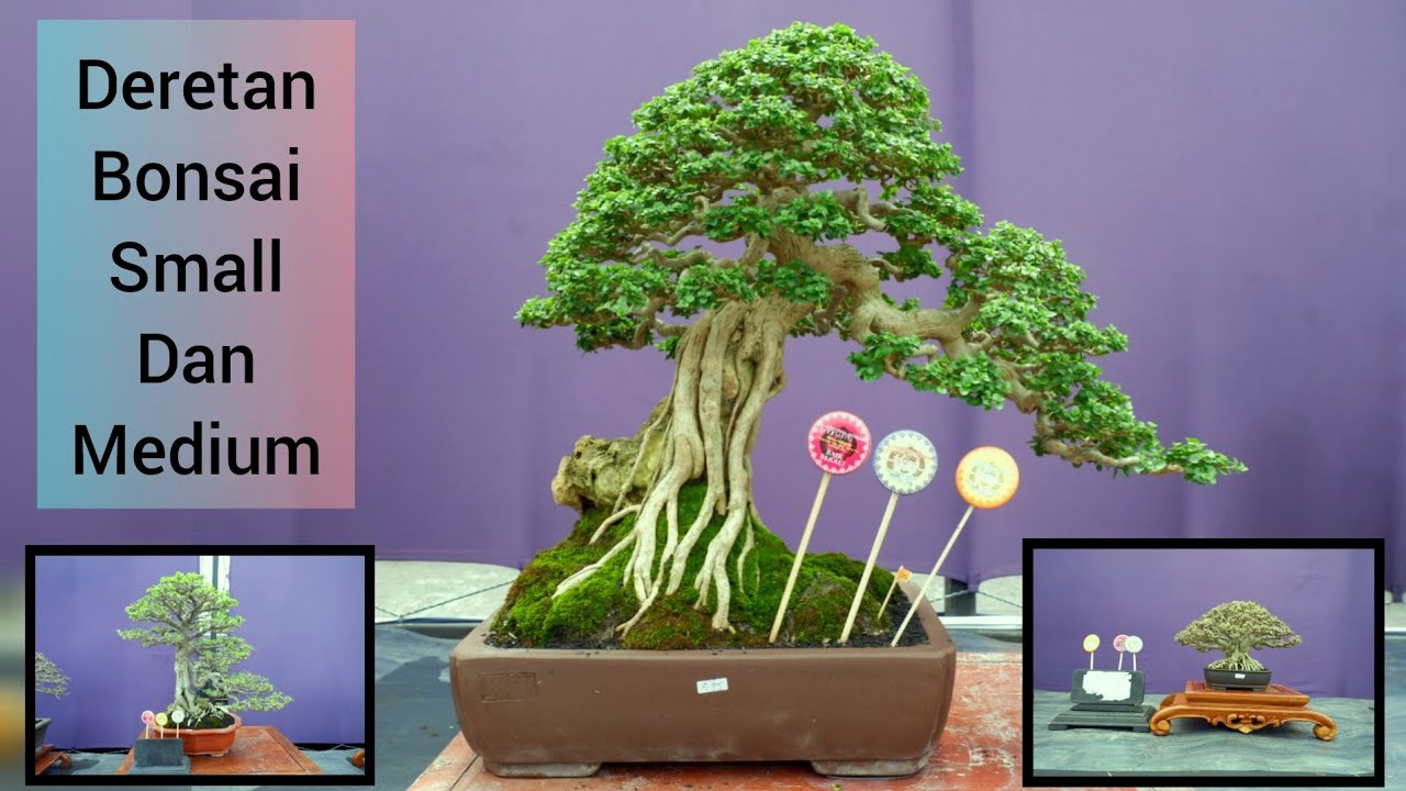 Inspirasi Bonsai Small dan Medium Festival Bonsai dan Eksibisi Piala Presiden Yogyakarta 2025