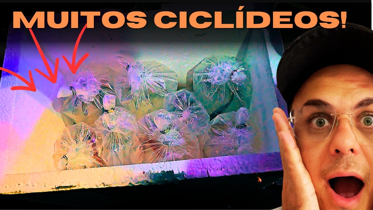 Aquário TRANSFORMADO! Novos Ciclídeos Africanos Incríveis