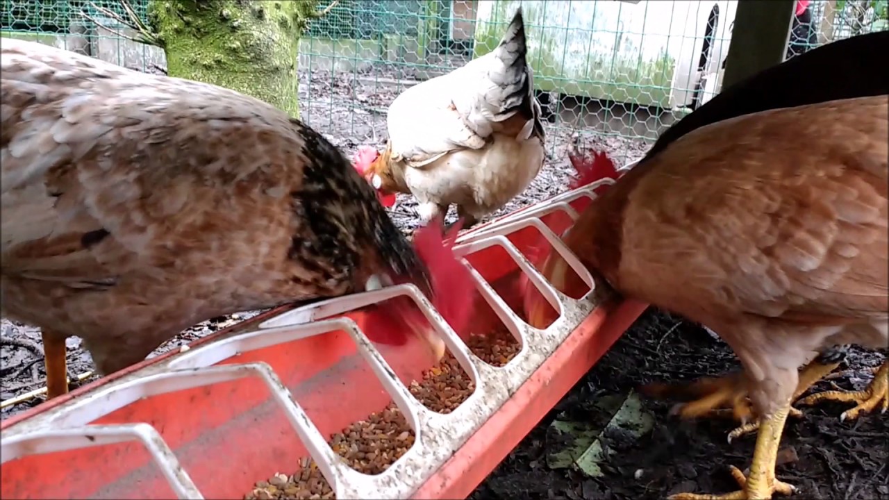 Ancona bantam breeding flocks for 2017