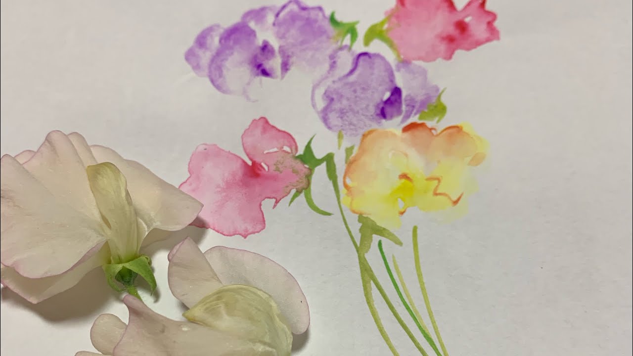 【一筆画】1月の誕生花 スイートピーを描く ほのぼの一筆画3