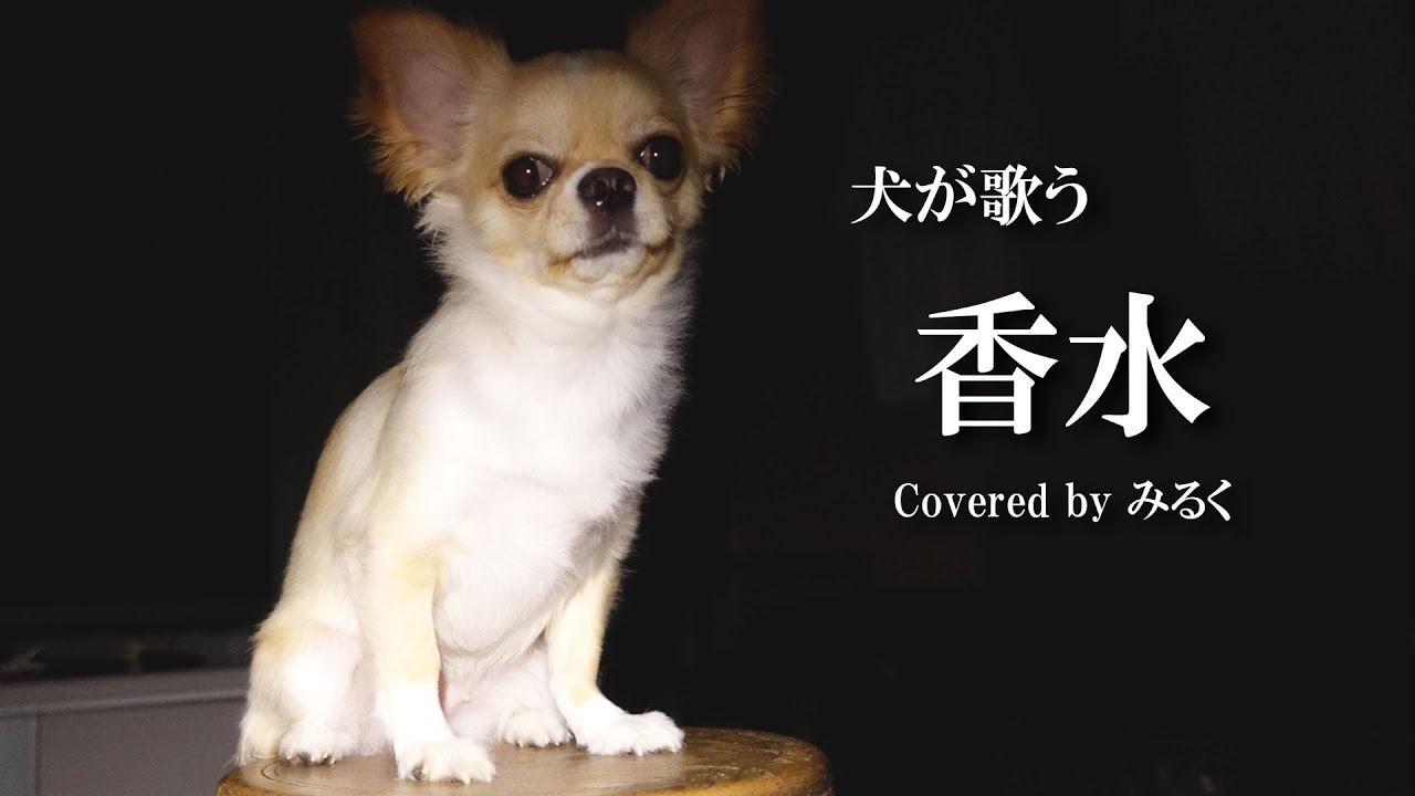 【犬が歌う】香水 / 瑛人(Covered by みるく)